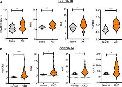 Antibiotic Exposure Aggravates Bacteroides-Linked Uremic Toxicity in the Gut-Kidney Axis